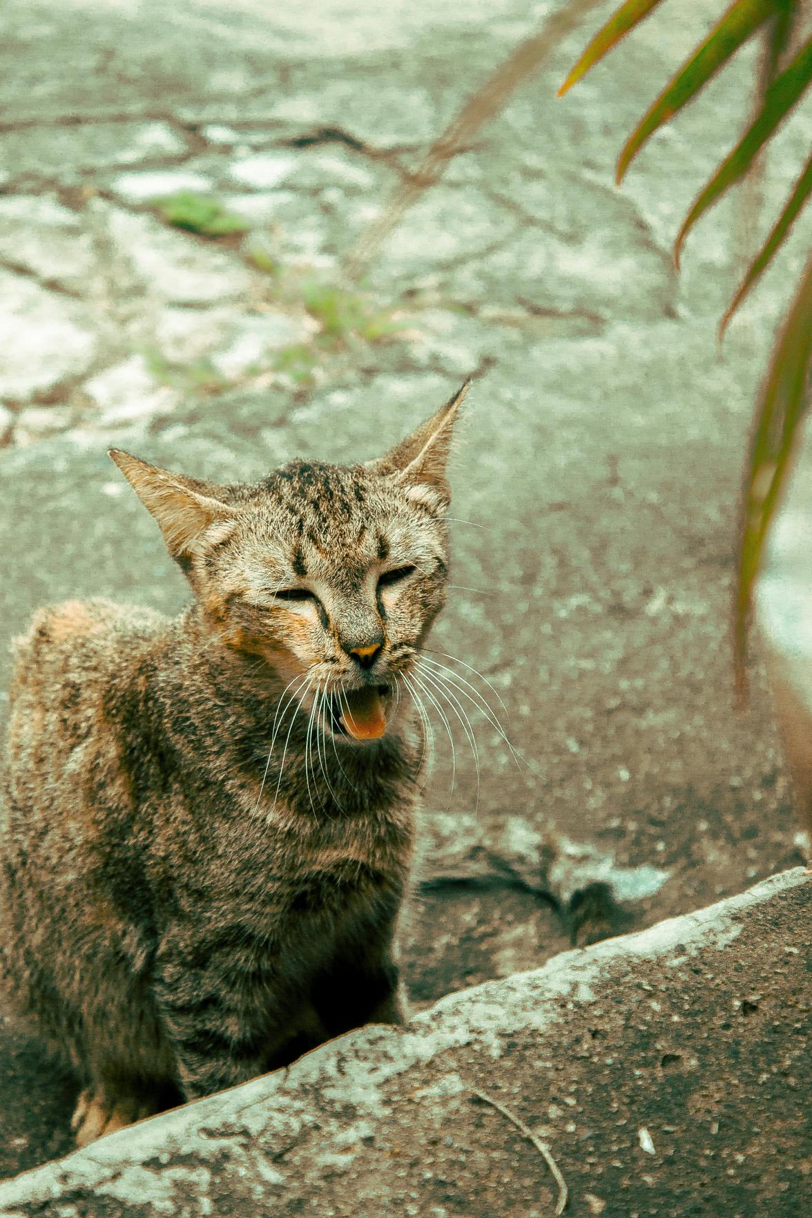 Decoração de Consultório Médico: Como Criar um Ambiente Confortável e Funcional para Gatos